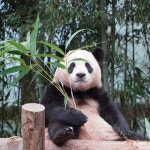 귀엽게 앉아있는 푸바오 사진 대방출 - 인스티즈(instiz) 이슈 카테고리 귀엽게 앉아있는 푸바오 사진 대방출