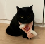 검은 고양이.jpg - 인스티즈(instiz) 이슈 카테고리 검은 고양이.jpg