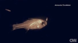 마리아나해구 밑바닥..화염브레스뿜는..심해어..발견..gif - 인스티즈(instiz) 이슈 카테고리 마리아나해구 밑바닥..화염브레스뿜는..심해어.... 