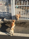 동네강아지가 우리집 개 동네안내해줬어ㅎ,, 친구소개시켜주고,, - 인스티즈(instiz) 이슈 카테고리