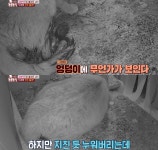 충격 전개로 눈물나는 이번주 동물농장 편의점 고양이 사연.jpg... 카테고리 충격 전개로 눈물나는 이번주 동물농장 편의점 고양이 사연.jpg