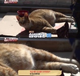 충격 전개로 눈물나는 이번주 동물농장 편의점 고양이 사연.jpg - 인스티즈(instiz) 이슈 카테고리 충격 전개로 눈물나는 이번주 동물농... 
