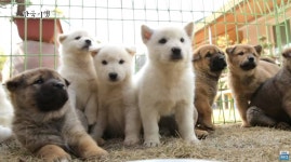 세계 명견으로 등록되어 있는 우리나라 토종견 - 인스티즈(instiz) 이슈 카테고리 세계 명견으로 등록되어 있는 우리나라 토종견