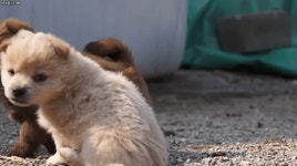 시골 똥강아지.gif - 인스티즈(instiz) 이슈 카테고리
