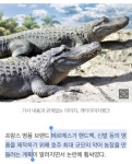 동물학대가 뭐야?…에르메스, 명품백용 악어농장 강행한다 - 인스티즈(instiz) 이슈 카테고리 동물학대가 뭐야?…에르메스, 명품백용 악어농장... 