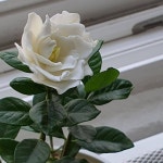 식물갤에 올라온 치자꽃 - 인스티즈(instiz) 이슈 카테고리