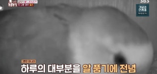 학계에 보고될 초희귀 사례급 반전인 오늘자 동물농장.jpg - 인스티즈(instiz) 이슈 카테고리 학계에 보고될 초희귀 사례급 반전인 오늘자... 