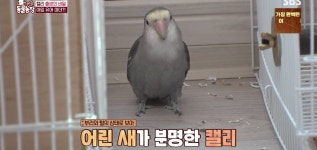 학계에 보고될 초희귀 사례급 반전인 오늘자 동물농장.jpg - 인스티즈(instiz) 이슈 카테고리 학계에 보고될 초희귀 사례급 반전인 오늘자... 