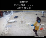 강아지 유치원에서 선생님이 넘어지면 벌어지는 일 - 인스티즈(instiz) 이슈 카테고리 강아지 유치원에서 선생님이 넘어지면 벌어지는 일