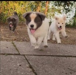 똥꼬발랄 꼬순내 나는 사진 - 인스티즈(instiz) 이슈 카테고리 똥꼬발랄 꼬순내 나는 사진