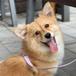 집멍이가 된 보호소 강쥐들! 입양 준비 갈 완료 🏠🍀 - 인스티즈(instiz) 이슈 카테고리