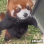 과일 먹는 레서판다.gif - 인스티즈(instiz) 이슈 카테고리