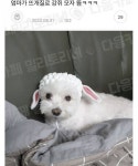 엄마가 뜨개질로 강쥐 모자뜸 ㅋㅋ - 인스티즈(instiz) 이슈 카테고리