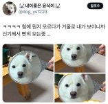 ㅋㅋㅋㅋ 첨에 뭔지 모르다가 거울로 내가 보이니까 신기해서 빤히 보는중 … - 인스티즈(instiz) 이슈 카테고리