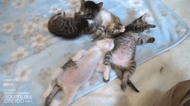 극한의 숙면을 취하는 아깽이들.gif - 인스티즈(instiz) 이슈 카테고리 극한의 숙면을 취하는 아깽이들.gif