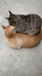 강아지 위에서 식빵 굽는 고양이.gif - 인스티즈(instiz) 이슈 카테고리