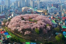 대전 중구 대흥동에 위치한 벚꽃섬 - 인스티즈(instiz) 이슈 카테고리