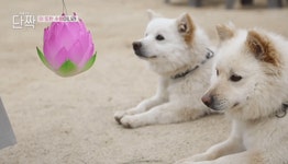 평화롭고 귀여운 견보살 댕댕남매.gif - 인스티즈(instiz) 이슈 카테고리 평화롭고 귀여운 견보살 댕댕남매.gif