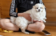 우리집 강아지 무슨 믹스지...ㅋㅋㅋㅋ곱슬강ㅇ아지(+사진추가...... 카테고리 우리집 강아지 무슨 믹스지...ㅋㅋㅋㅋ곱슬강ㅇ아지(+사진추가...... 