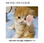 정말 귀여운 그루밍 사진 발견함 - 인스티즈(instiz) 이슈 카테고리 정말 귀여운 그루밍 사진 발견함