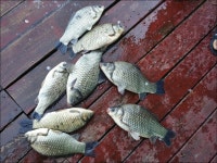 서울좌대-17.04.03 송전지 서울집 조황 : 낚시사랑