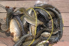 ▶▷▶아리수 금요일 붕어방류&조황 정보◀◁◀ : 낚시사랑