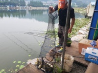 안성  거청낚시터  좌대낚시  붕어조황  2017년 07월  23 : 낚시사랑