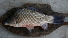 토종붕어의 時代 : 낚시사랑