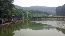 공주 큰목골낚시터 7월24일 소식 : 낚시사랑