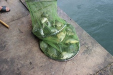 ***4짜 5짜는 역시 동교낚시터 허프로 조황정보**** : 낚시사랑