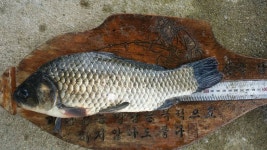 토종붕어 전문 낚시터 ....  조황정보 ... : 낚시사랑