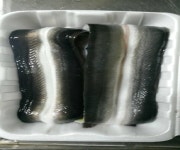 ♠♠ 수동 그린낚시터 향어 방류. 장어 교환 이벤트 실시 및 조항사진 ♠♠  : 낚시사랑