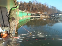 12월2일 토요일 방류정보 : 낚시사랑