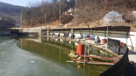 공주 큰목골낚시터 1눨8일 소식 : 낚시사랑