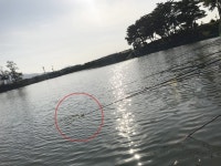 분납쟁이-어부들이 나타났다!!밤밭낚시터   : 낚시사랑