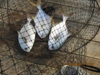 06월 05일(월)  조황입니다 - 오늘도 호조황입니다~~~~| : 낚시사랑