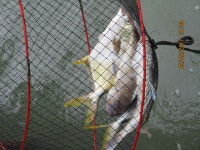 06월 06일(화)  조황입니다 - 궁평의 흐린날씨에도 왕성한 입질대박~~~~| : 낚시사랑