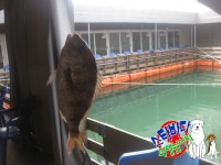 [스타바다좌대낚시터] 7월 13일 목요일 주간조황 및 야간조황 : 낚시사랑