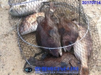 만정 바다 낚시터 7월 14일 조황정보 1부 / 오늘의 핫 포인트 : 낚시사랑