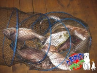 [스타바다좌대낚시터] 7월 17일 월요일 주간조황 및 야간조황 : 낚시사랑