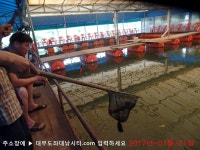[랍스타낚시터] 대부도수상바다좌대낚시터 2017년 7월 21일 금요일 랍스타 참돔 돗돔등 조황  : 낚시사랑