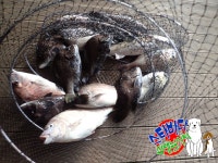 [스타바다좌대낚시터] 8월 9일 수요일 주간조황 및 야간조황 : 낚시사랑