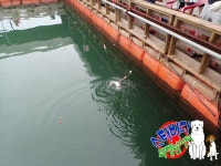 [스타바다좌대낚시터] 8월 13일 일요일 주간조황 및 야간조황 : 낚시사랑