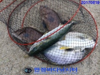 만정 바다 낚시터 8월 19일 (토) 조황정보 : 낚시사랑