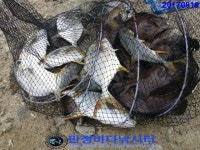 만정 바다 낚시터 8월 19일 (토) 조황정보 : 낚시사랑