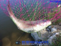 만정 바다 낚시터 8월 26일 (토) 조황정보  : 낚시사랑