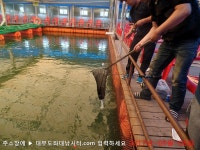 [랍스타낚시터] 대부도수상바다좌대낚시터 2017년 9월 8일 금요일 랍스타 능성어 홍돔등 조황  : 낚시사랑