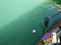 [스타바다좌대낚시터] 9월 13일 수요일 주간조황 및 야간조황 : 낚시사랑