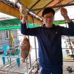 충남 당진 아쿠아 바다 좌대 낚시터 10월 14일 조황 정보 : 낚시사랑