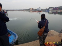 [황산레저바다낚시터] 10월 6일(목) 조황정보 : 낚시사랑